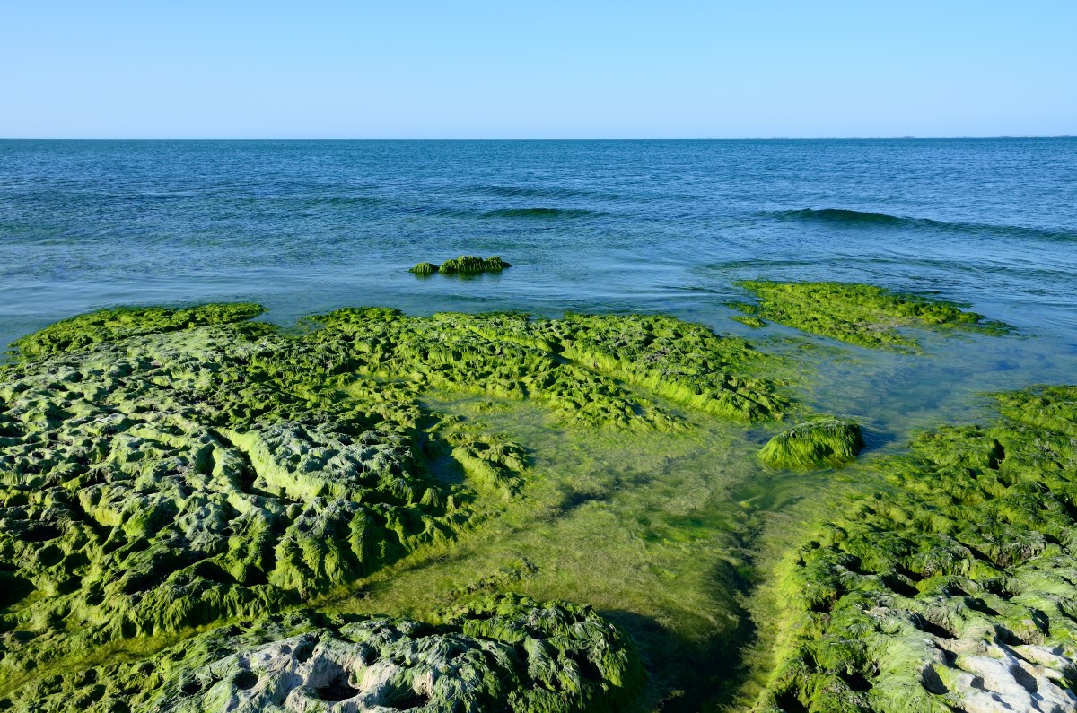 El agua cambia de color: qué hay detrás del aumento de las floraciones de algas