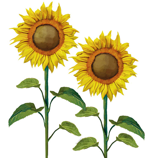 Ilustración de girasoles