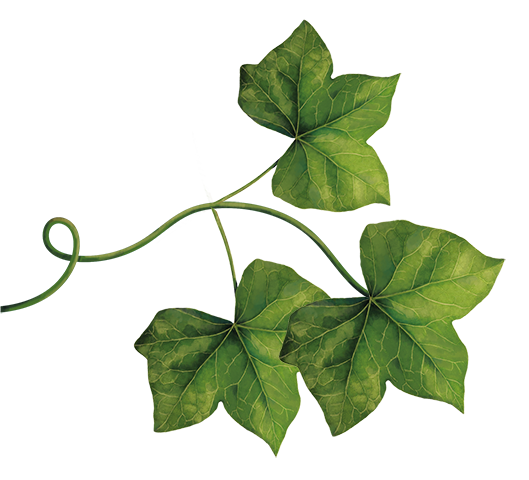 imagen de una hoja de hiedra